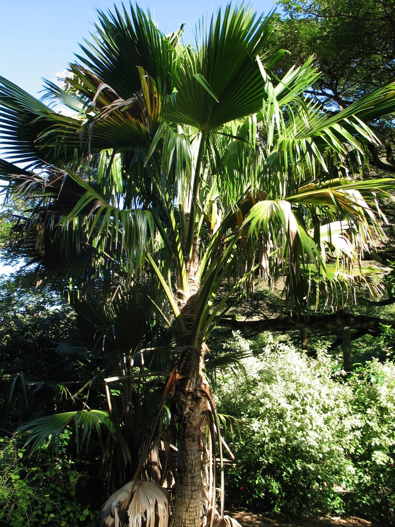Poleline Pritchardia