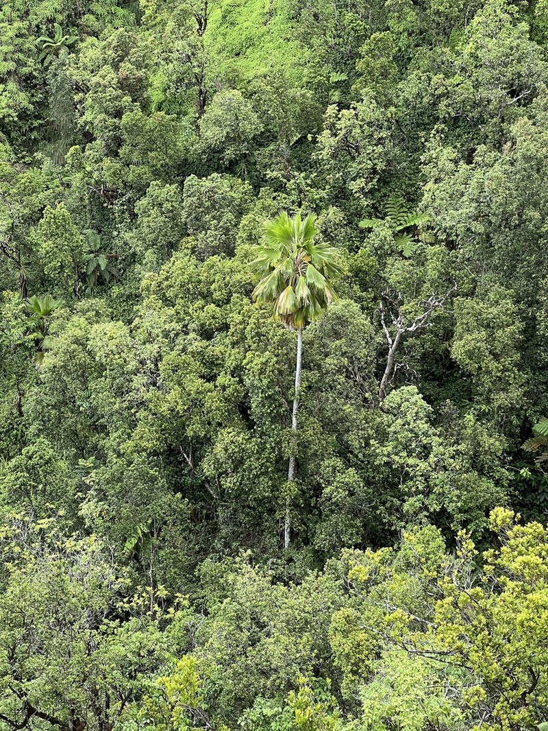 Poleline Pritchardia photo 2