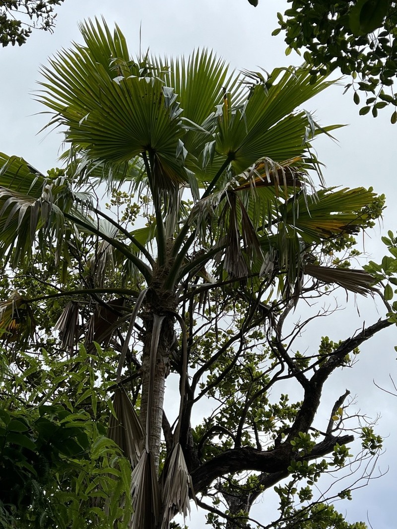 Poleline Pritchardia photo 3