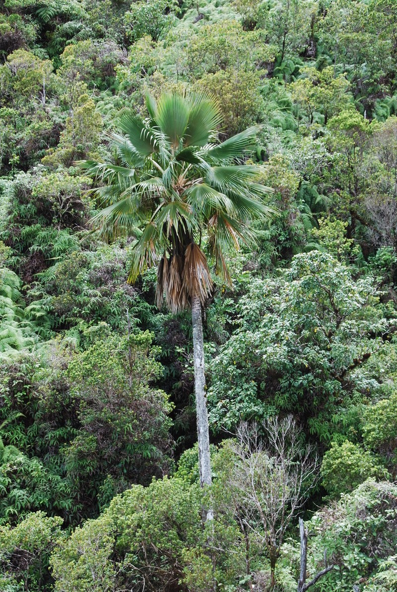 Poleline Pritchardia photo 4