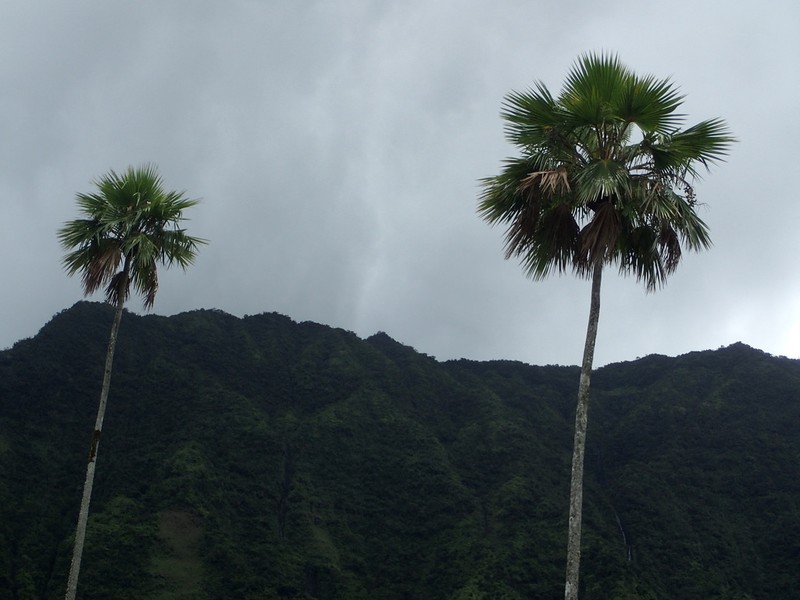 Poleline Pritchardia photo 5