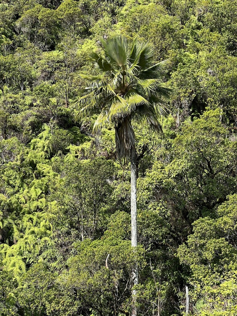 Poleline Pritchardia photo 6