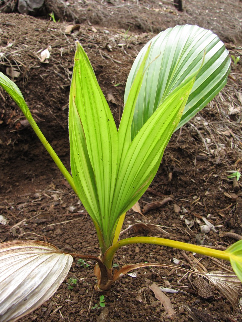 Wood's Pritchardia photo 4