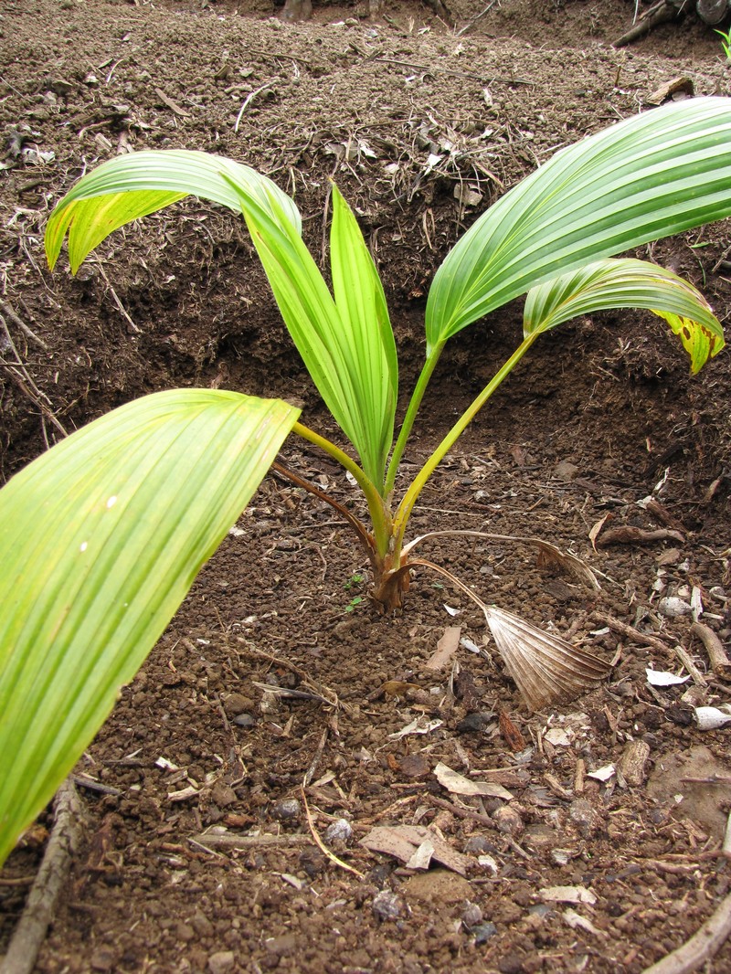 Wood's Pritchardia photo 2