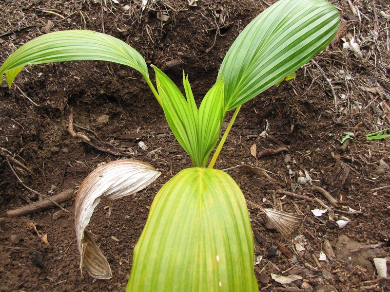 Wood's Pritchardia photo 3