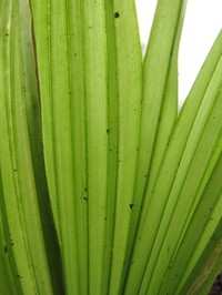 Wood's Pritchardia