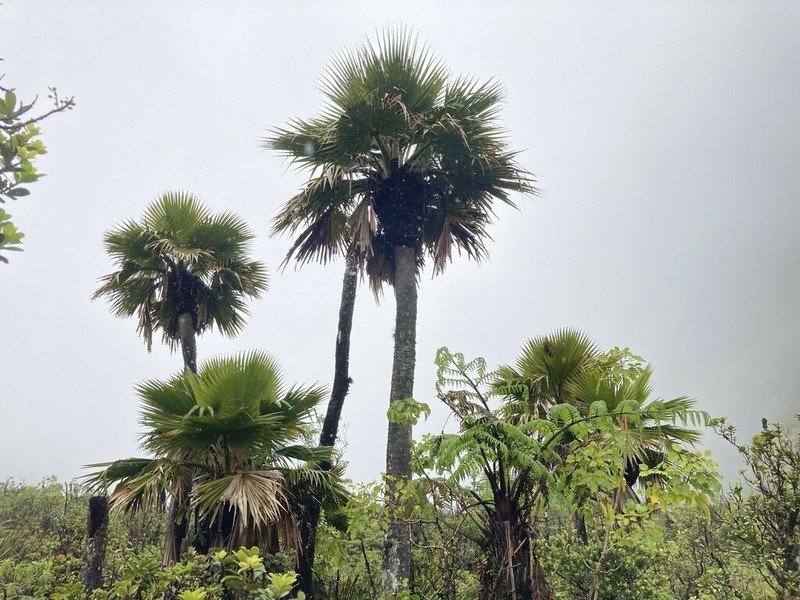 Wood's Pritchardia photo 5