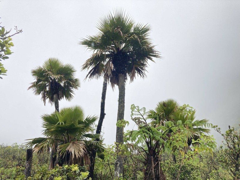 Wood's Pritchardia photo 6