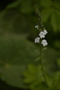 Tortula Moss
