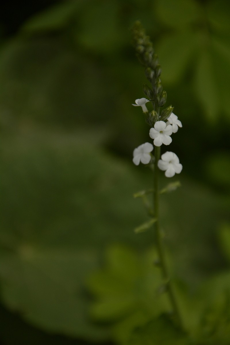Tortula Moss