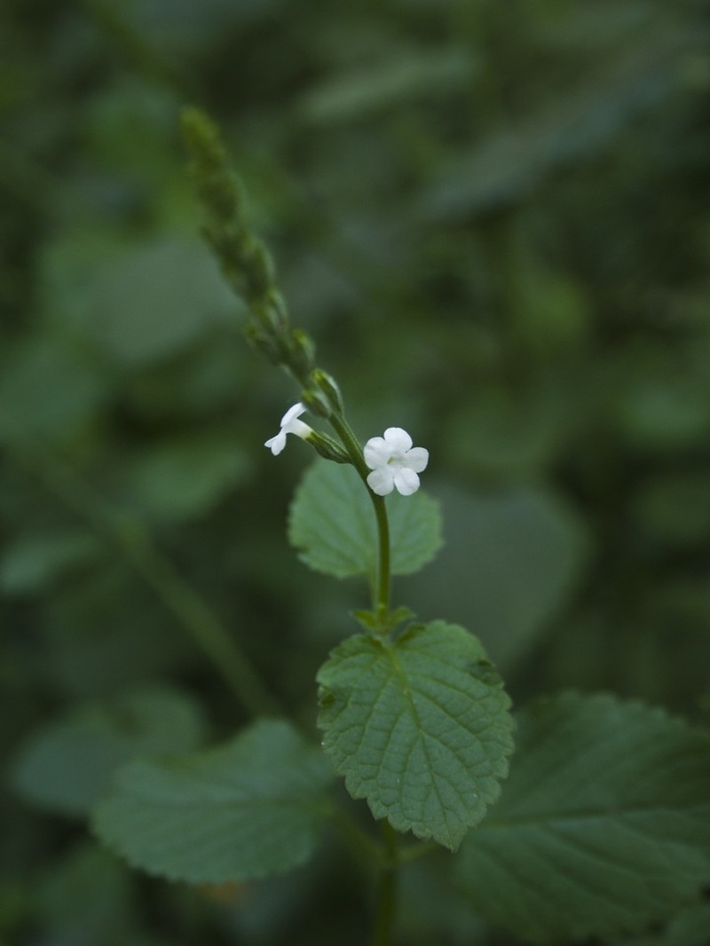 Tortula Moss photo 3