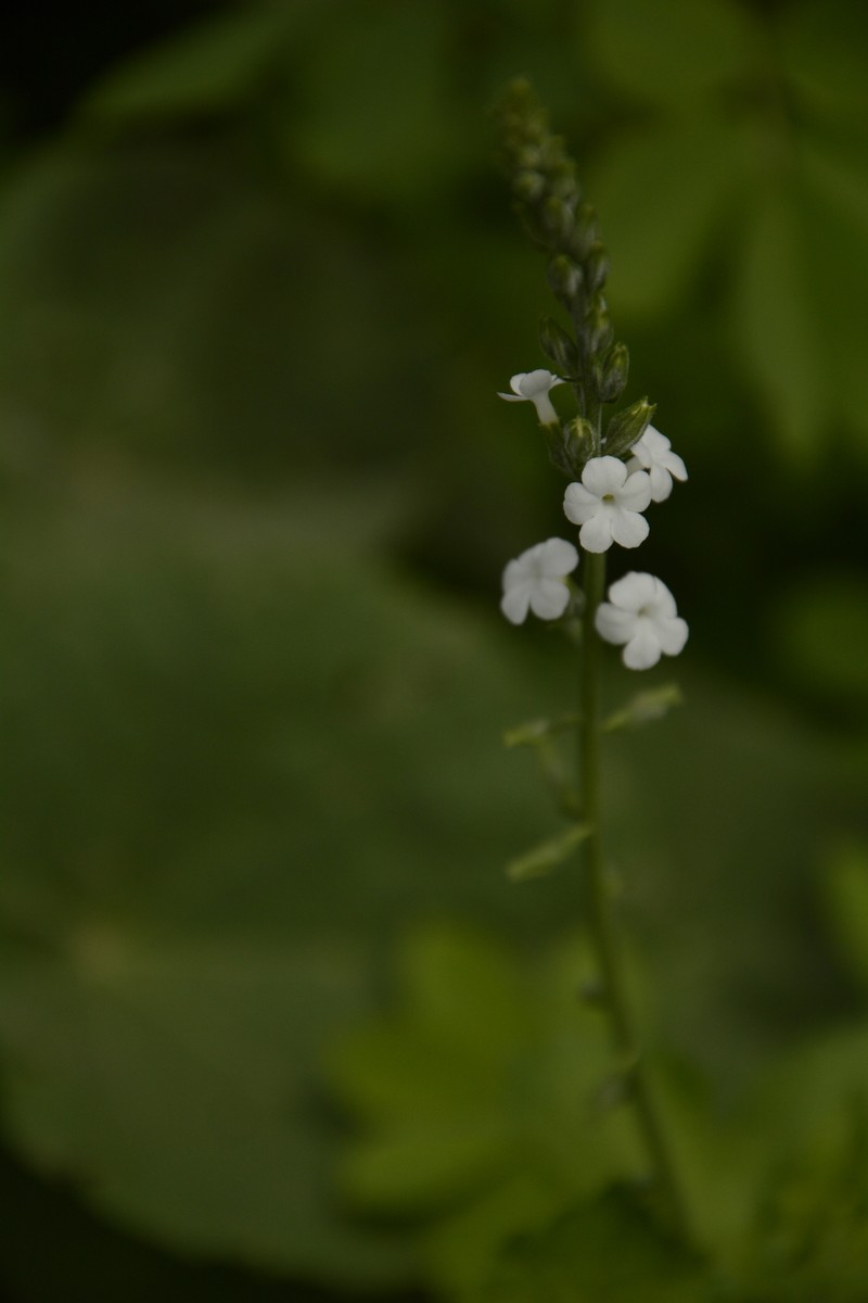 Tortula Moss photo 8