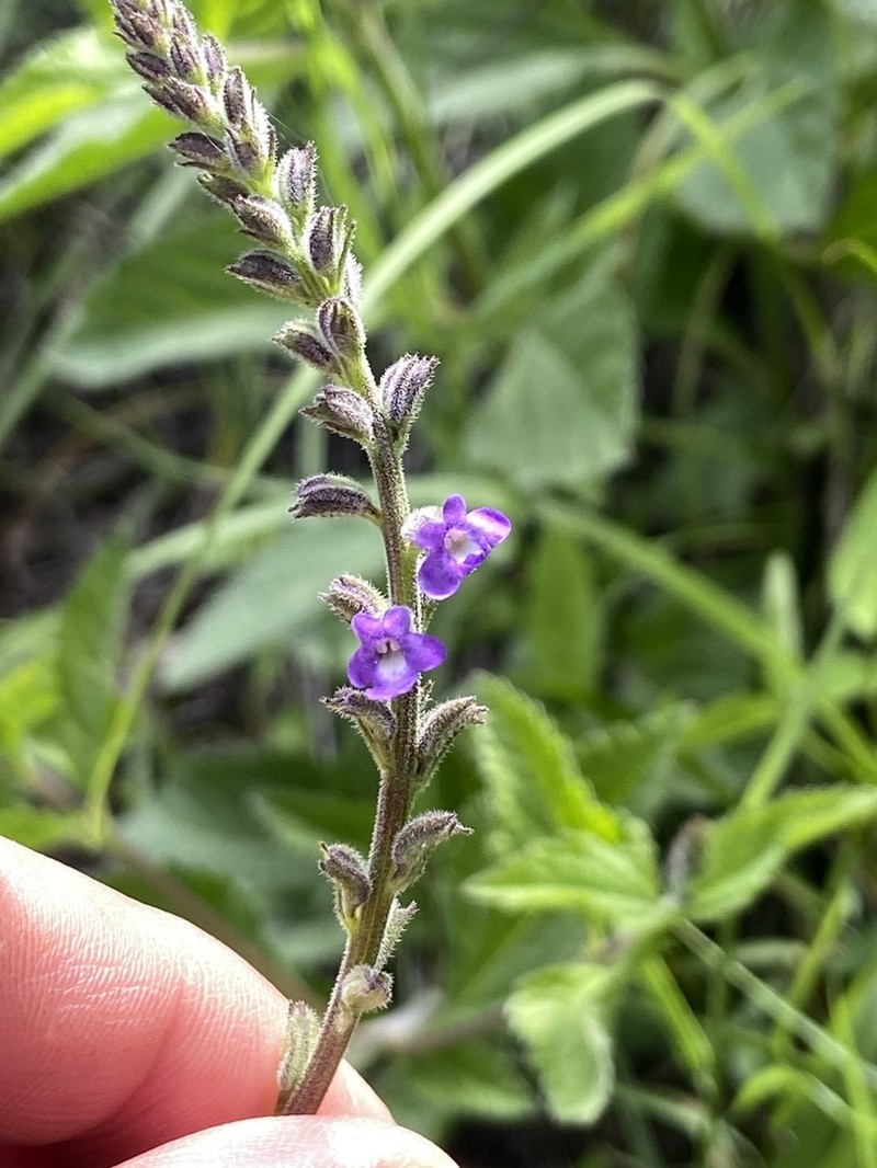 Priva ibugana