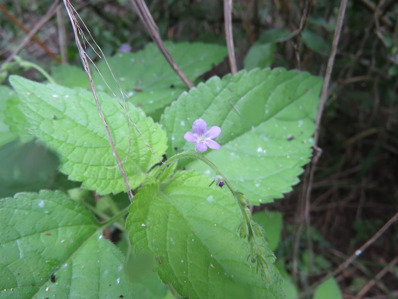 Catstongue photo 8