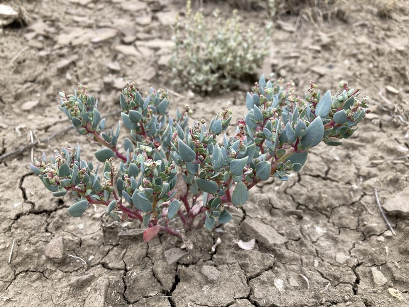 Mancos Shadscale photo 4