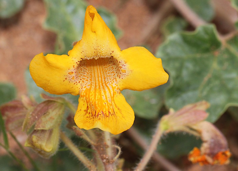 Desert Unicorn-Plant photo 2