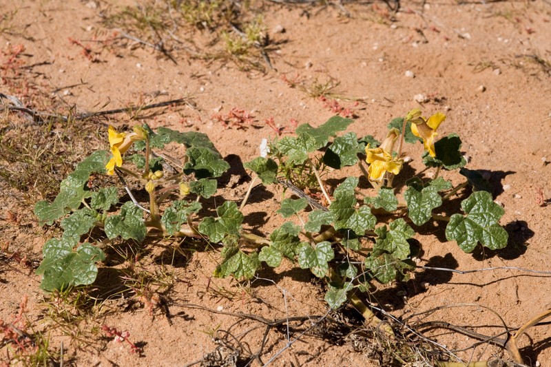 Desert Unicorn-Plant photo 5