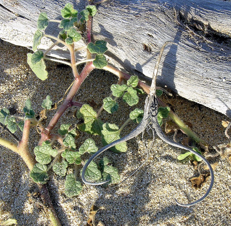 Desert Unicorn-Plant photo 6