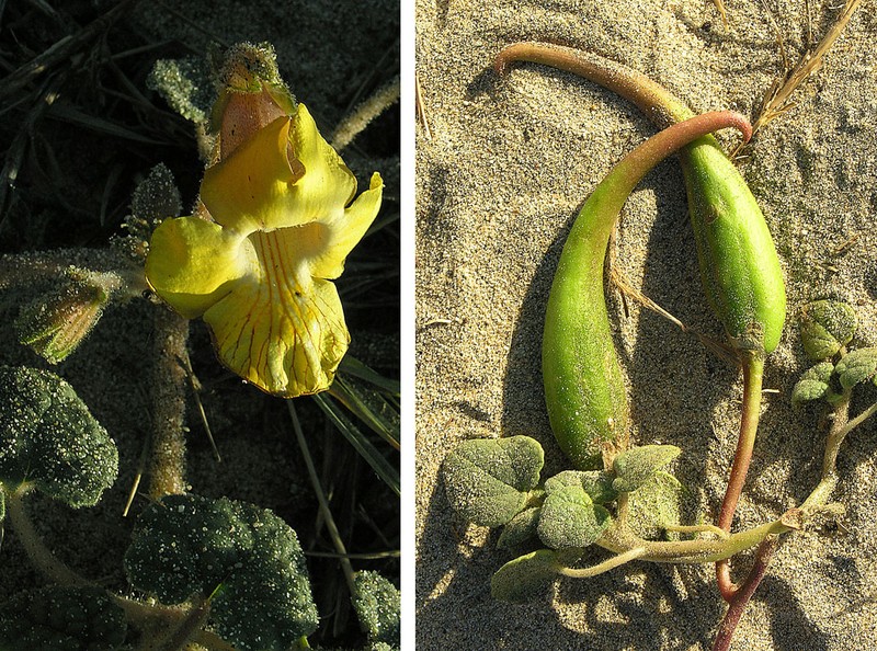Desert Unicorn-Plant photo 3