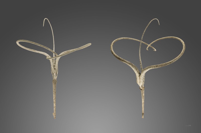 Desert Unicorn-Plant