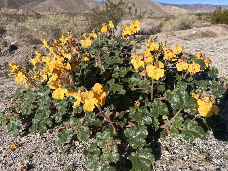 Desert Unicorn-Plant photo 4