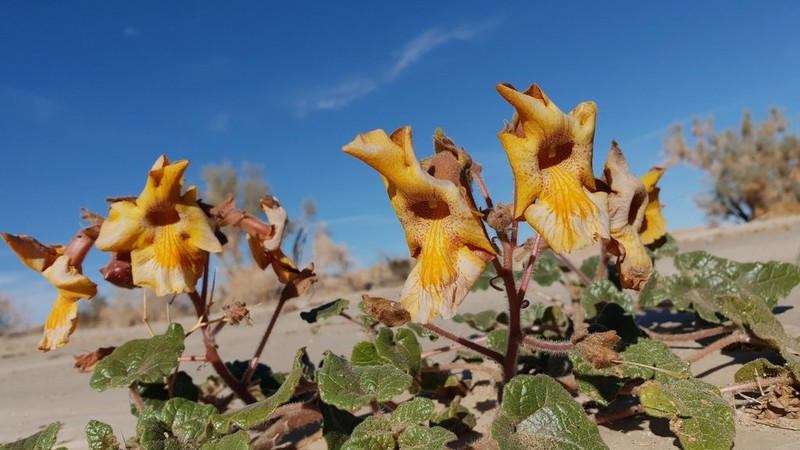 Desert Unicorn-Plant photo 5