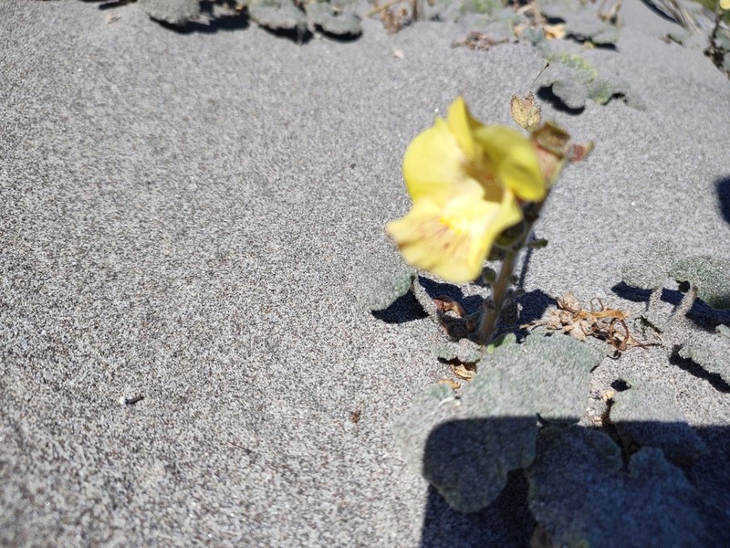Desert Unicorn-Plant photo 6