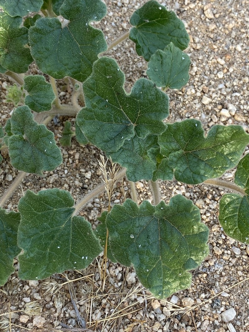 Desert Unicorn-Plant photo 7