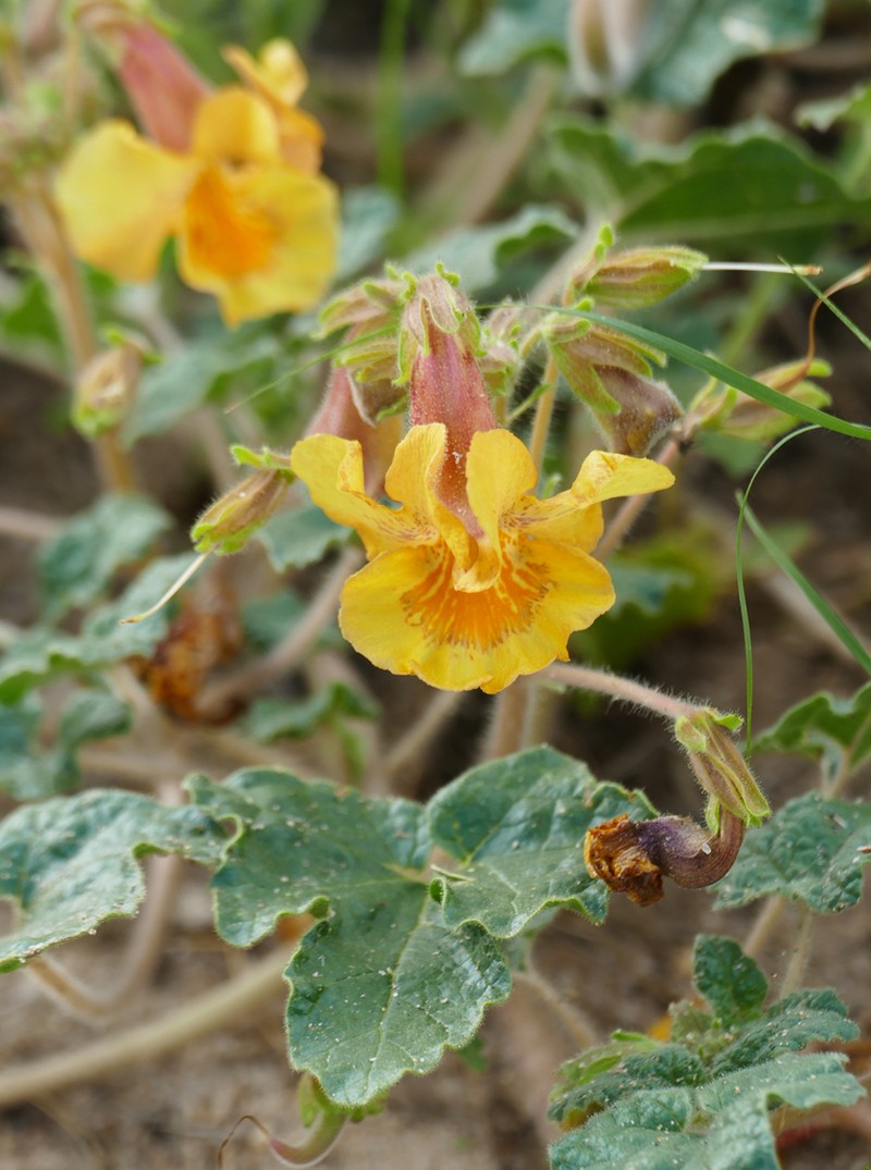 Desert Unicorn-Plant photo 8