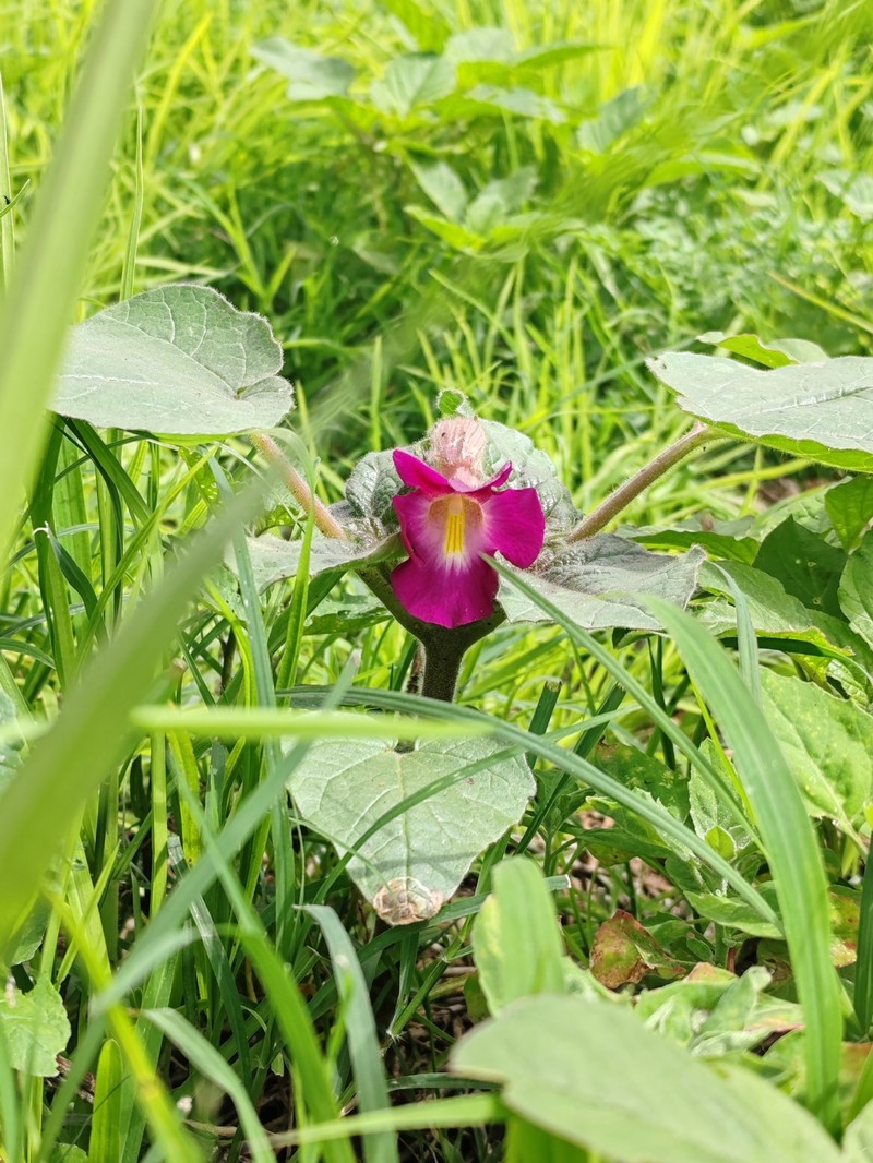 Proboscidea louisianica subsp. fragrans