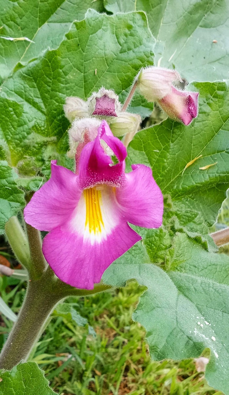 Proboscidea louisianica subsp. fragrans photo 2