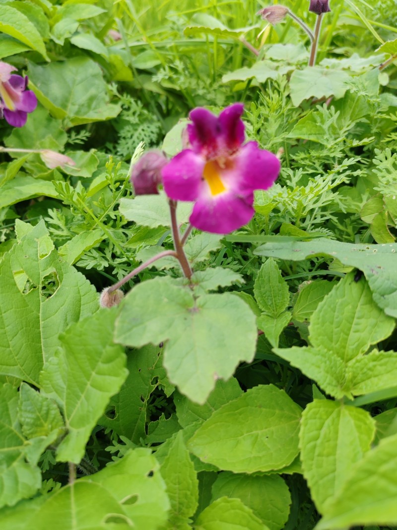 Proboscidea louisianica subsp. fragrans photo 3