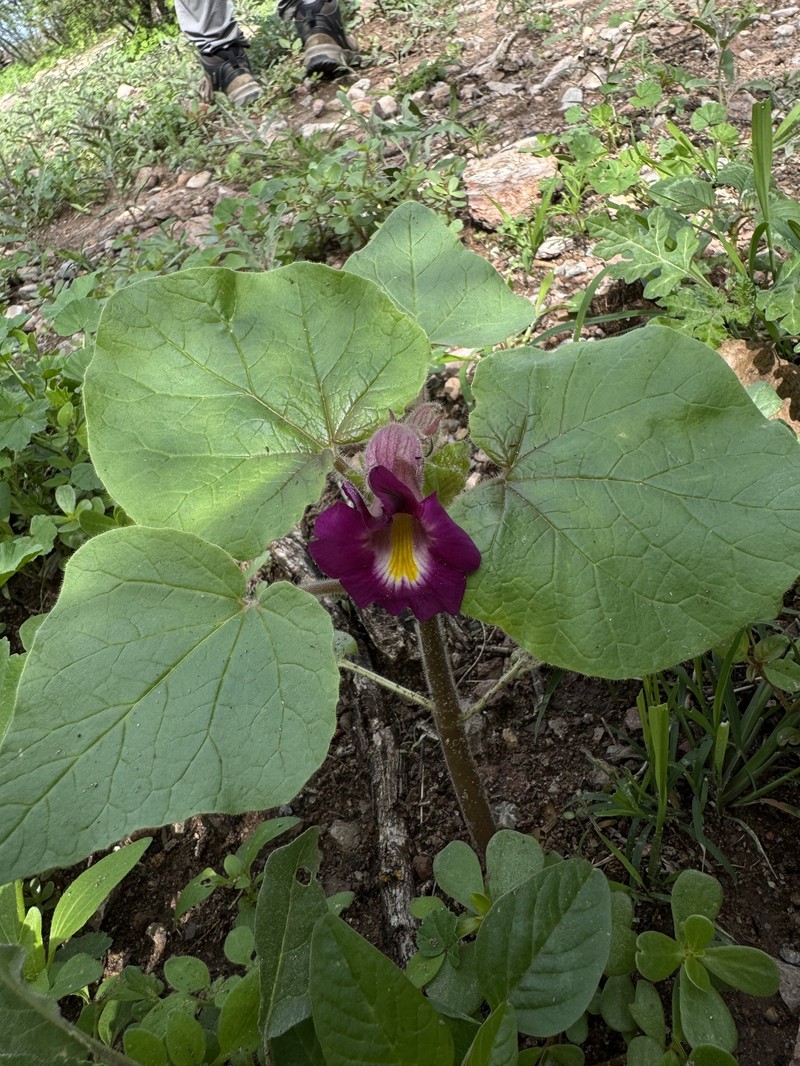 Proboscidea louisianica subsp. fragrans photo 4