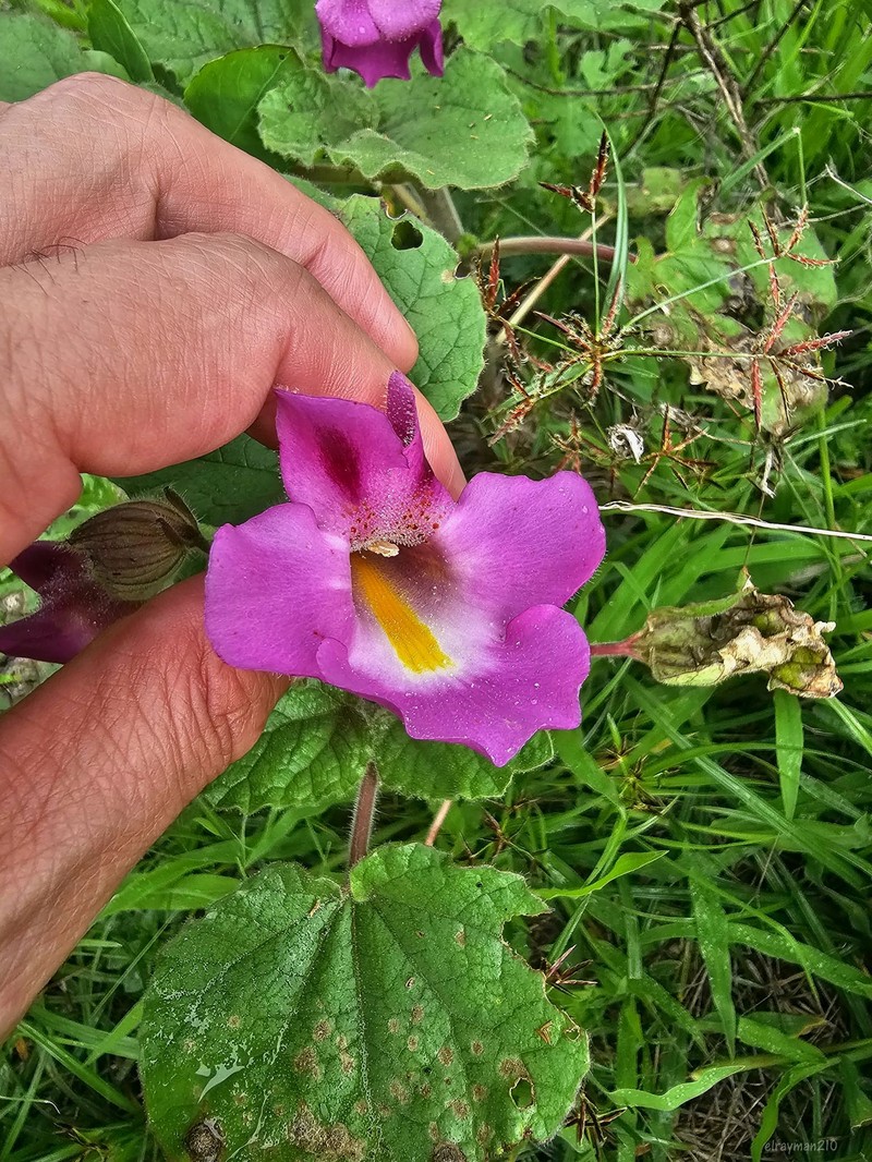 Proboscidea louisianica subsp. fragrans photo 5