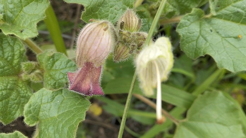 Proboscidea louisianica subsp. fragrans photo 6