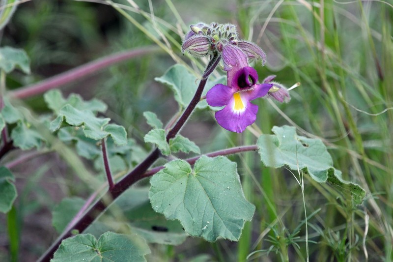 Proboscidea louisianica subsp. fragrans photo 7
