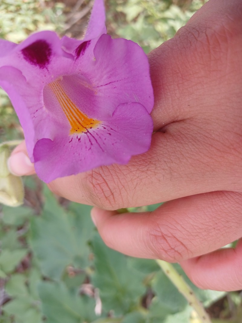 Proboscidea louisianica subsp. fragrans photo 8