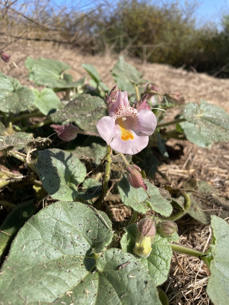 Proboscidea louisianica subsp. louisianica photo 2