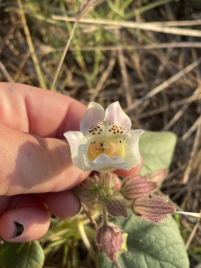 Proboscidea louisianica subsp. louisianica photo 3
