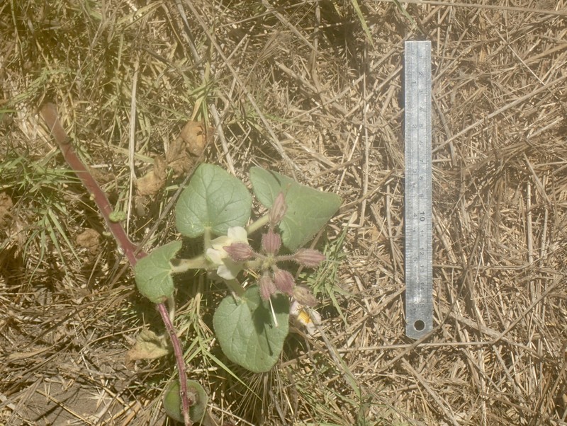 Proboscidea louisianica subsp. louisianica photo 5