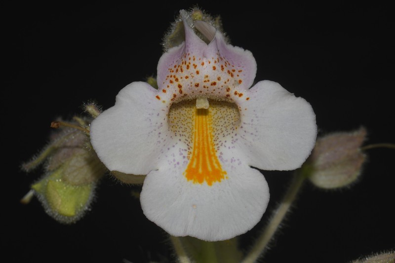 Proboscidea louisianica subsp. louisianica photo 6