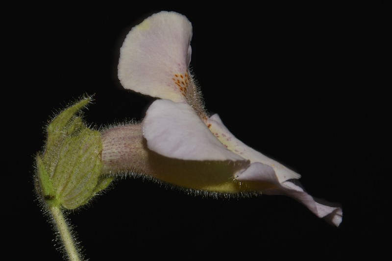 Proboscidea louisianica subsp. louisianica photo 7
