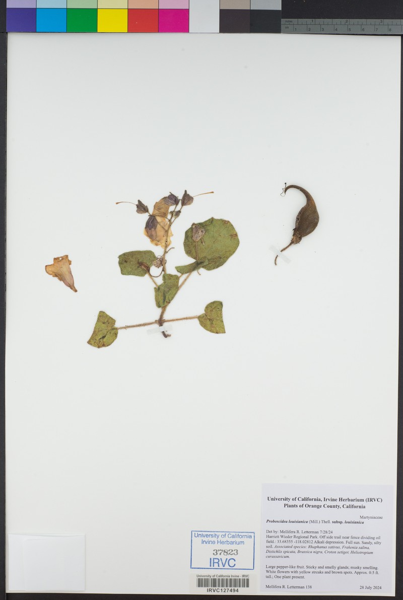 Proboscidea louisianica subsp. louisianica photo 8