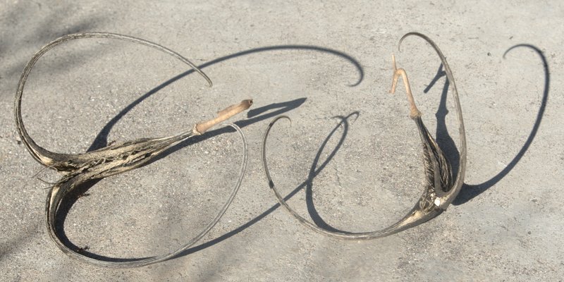 Doubleclaw photo 5