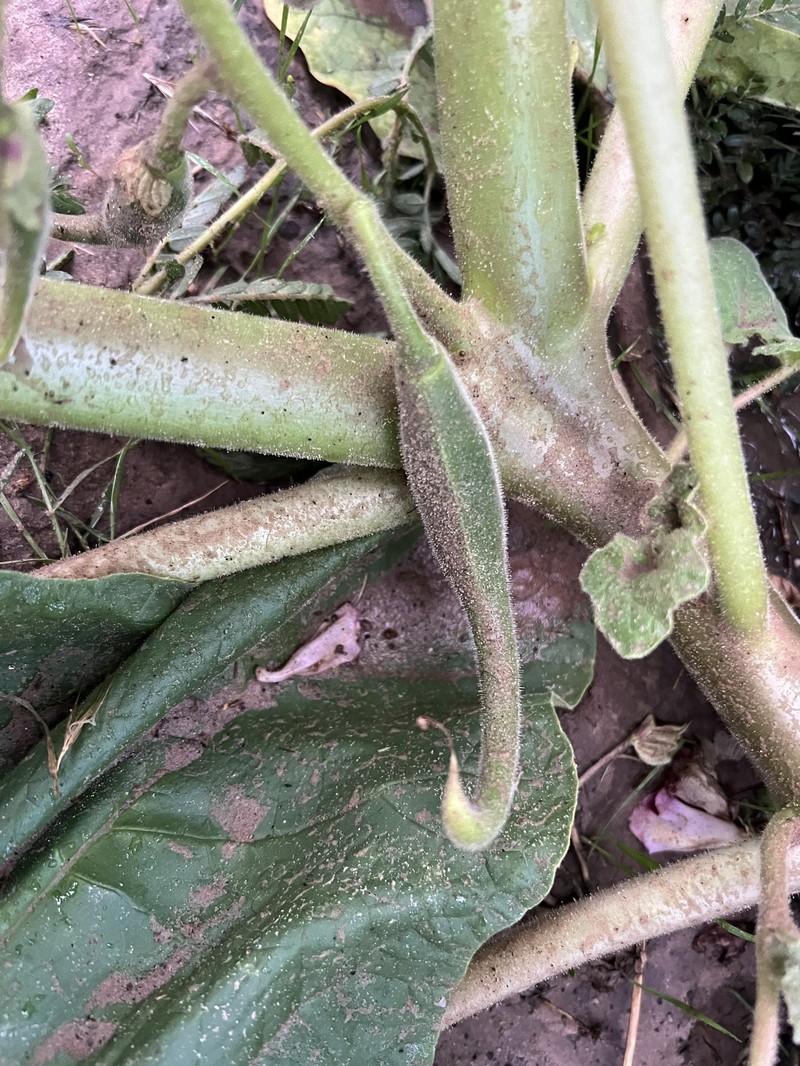 Proboscidea parviflora subsp. parviflora
