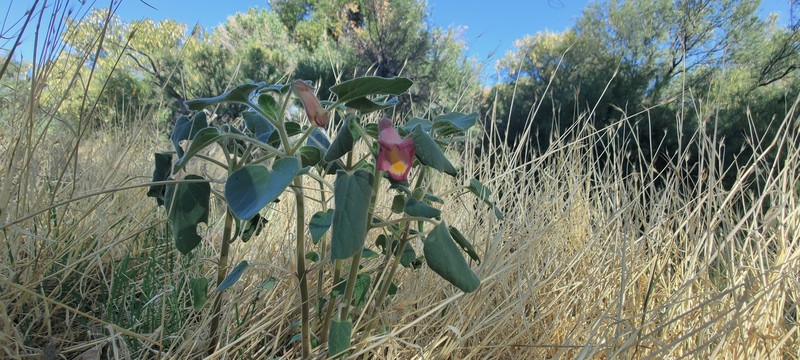 Proboscidea parviflora subsp. parviflora photo 2