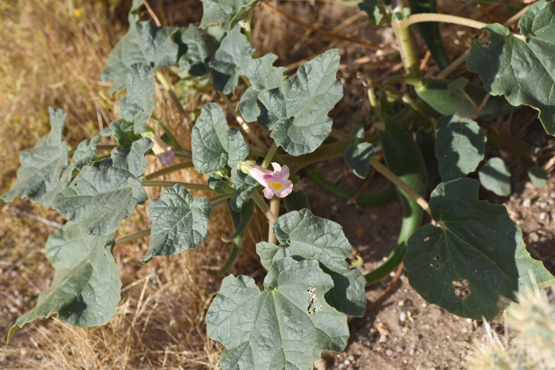 Proboscidea parviflora subsp. parviflora photo 3