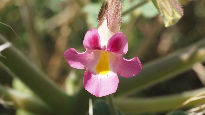 Proboscidea parviflora subsp. parviflora photo 4