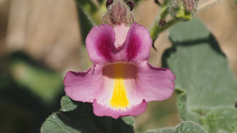 Proboscidea parviflora subsp. parviflora photo 5