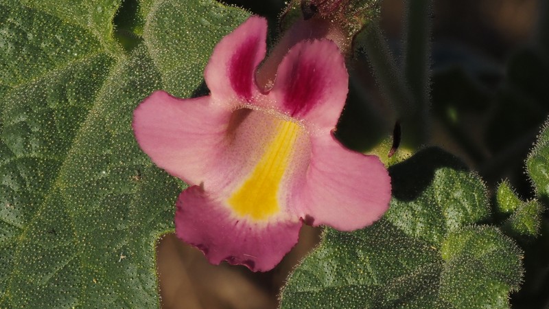 Proboscidea parviflora subsp. parviflora photo 6